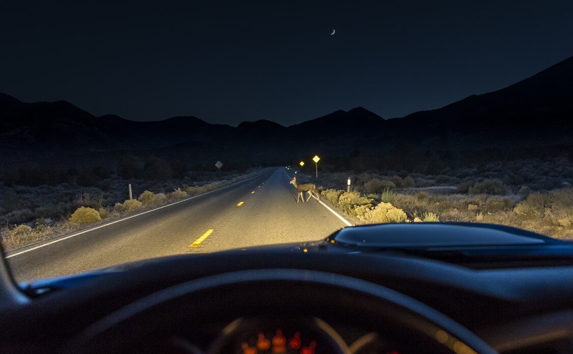 A deer at night spotted on the road in headlights